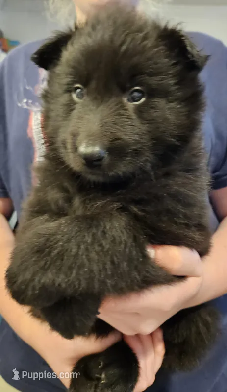 Marshall, a male Belgian Sheepdog for sale in Poquoson, VA – Photo 1 of 4
