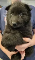 Marshall, a male Belgian Sheepdog for sale in Poquoson, VA – Photo 1 of 4