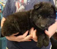 Marshall, a male Belgian Sheepdog for sale in Poquoson, VA – Photo 2 of 4