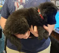 Marshall, a male Belgian Sheepdog for sale in Poquoson, VA – Photo 3 of 4