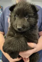 Marshall, a male Belgian Sheepdog for sale in Poquoson, VA – Photo 4 of 4