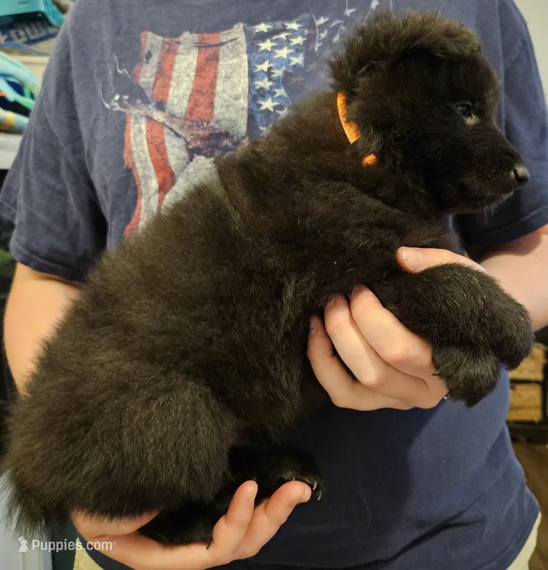 Zuma, a male Belgian Sheepdog for sale in Poquoson, VA – Photo 1 of 3