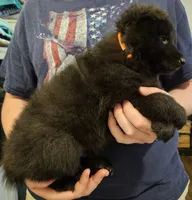 Zuma, a male Belgian Sheepdog for sale in Poquoson, VA – Photo 1 of 3