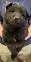 Zuma, a male Belgian Sheepdog for sale in Poquoson, VA – Photo 2 of 3