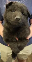 Zuma, a male Belgian Sheepdog for sale in Poquoson, VA – Photo 3 of 3