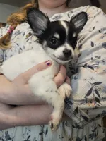 Fred, a male Chihuahua for sale in Poquoson, VA – 6 of 6