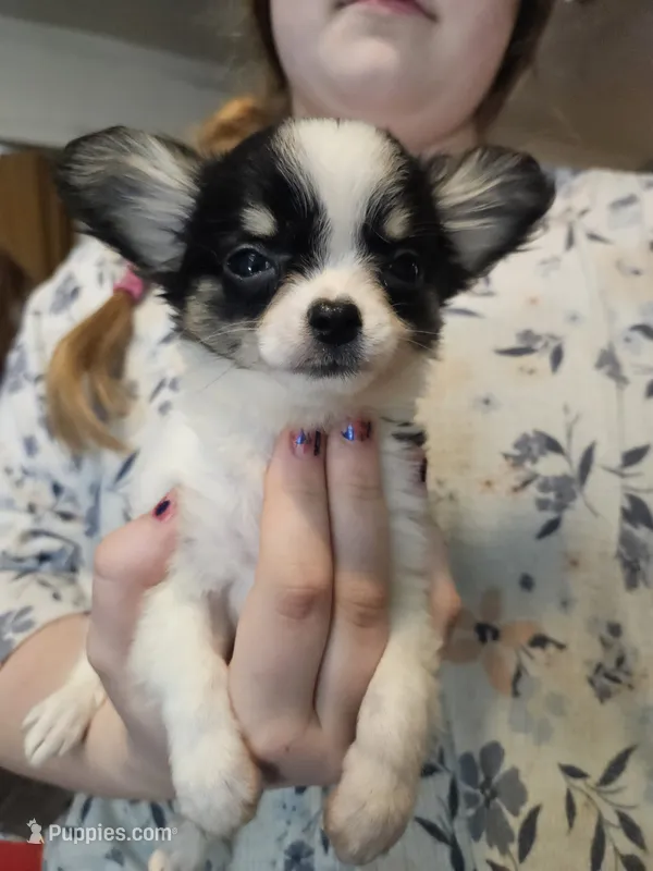 Velma – Chihuahua puppy for sale in Poquoson, VA