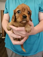 AKC Scotty, a male Cavalier King Charles Spaniel for sale in Poquoson, VA – 2 of 3