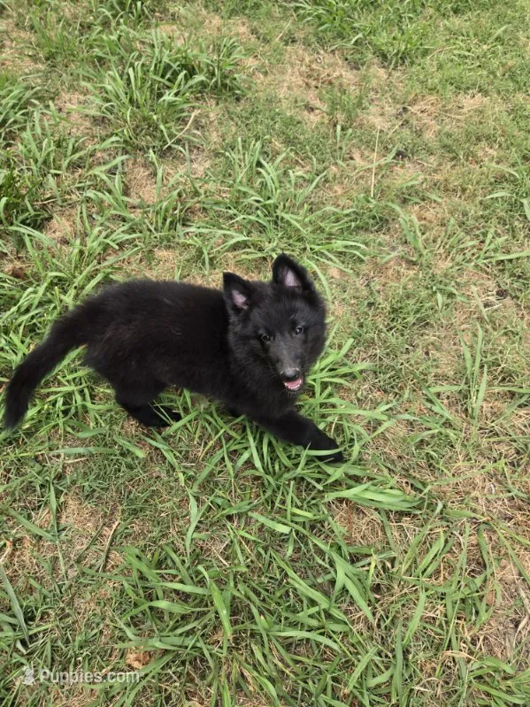 Everest – Belgian Sheepdog puppy for sale in Poquoson, VA