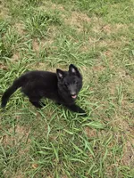 Everest, a female Belgian Sheepdog for sale in Poquoson, VA – 1 of 7