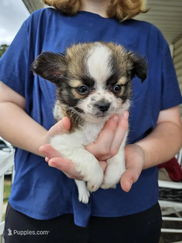 Twister – Chihuahua puppy for sale in Poquoson, VA
