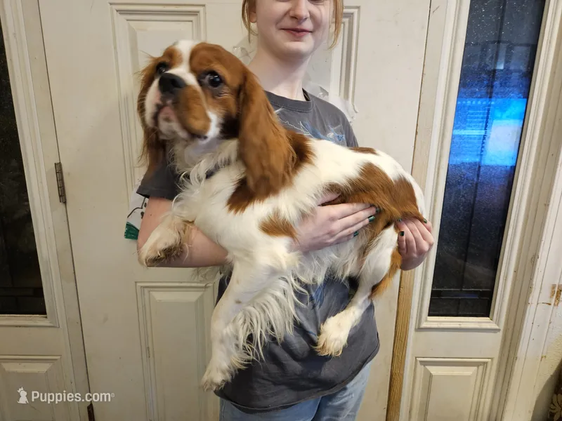 Hudson  – Cavalier King Charles Spaniel puppy for sale in Poquoson, VA
