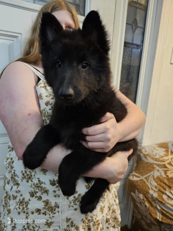 Rocky – Belgian Sheepdog puppy for sale in Poquoson, VA