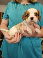 AKC Jess, a male Cavalier King Charles Spaniel for sale in Poquoson, VA – 3 of 3
