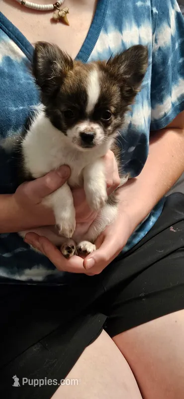 AKC Storm – Chihuahua puppy for sale in Poquoson, VA