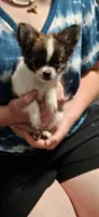 AKC Storm, a male Chihuahua for sale in Poquoson, VA – 1 of 6
