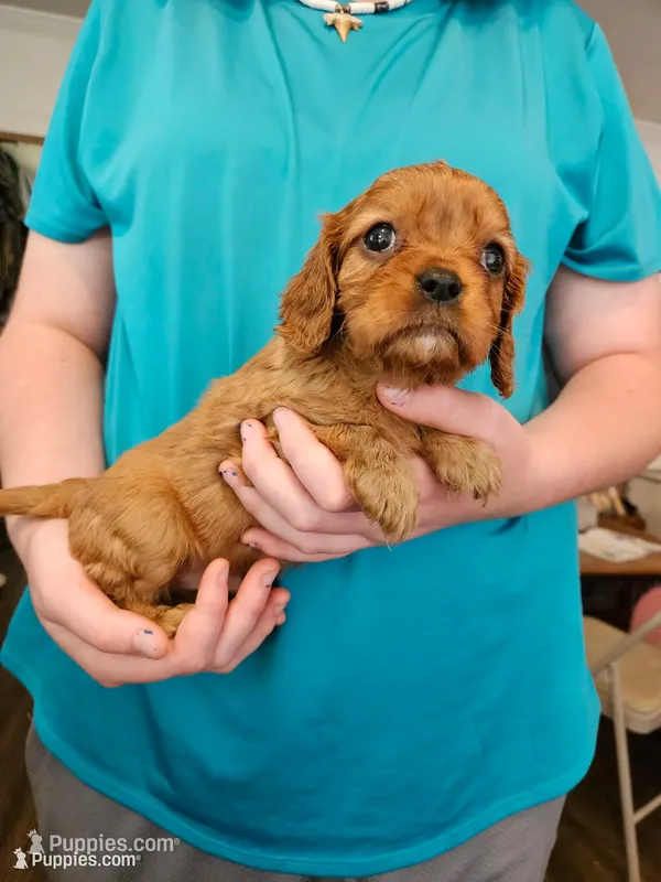 AKC Scotty – Cavalier King Charles Spaniel puppy for sale in Poquoson, VA
