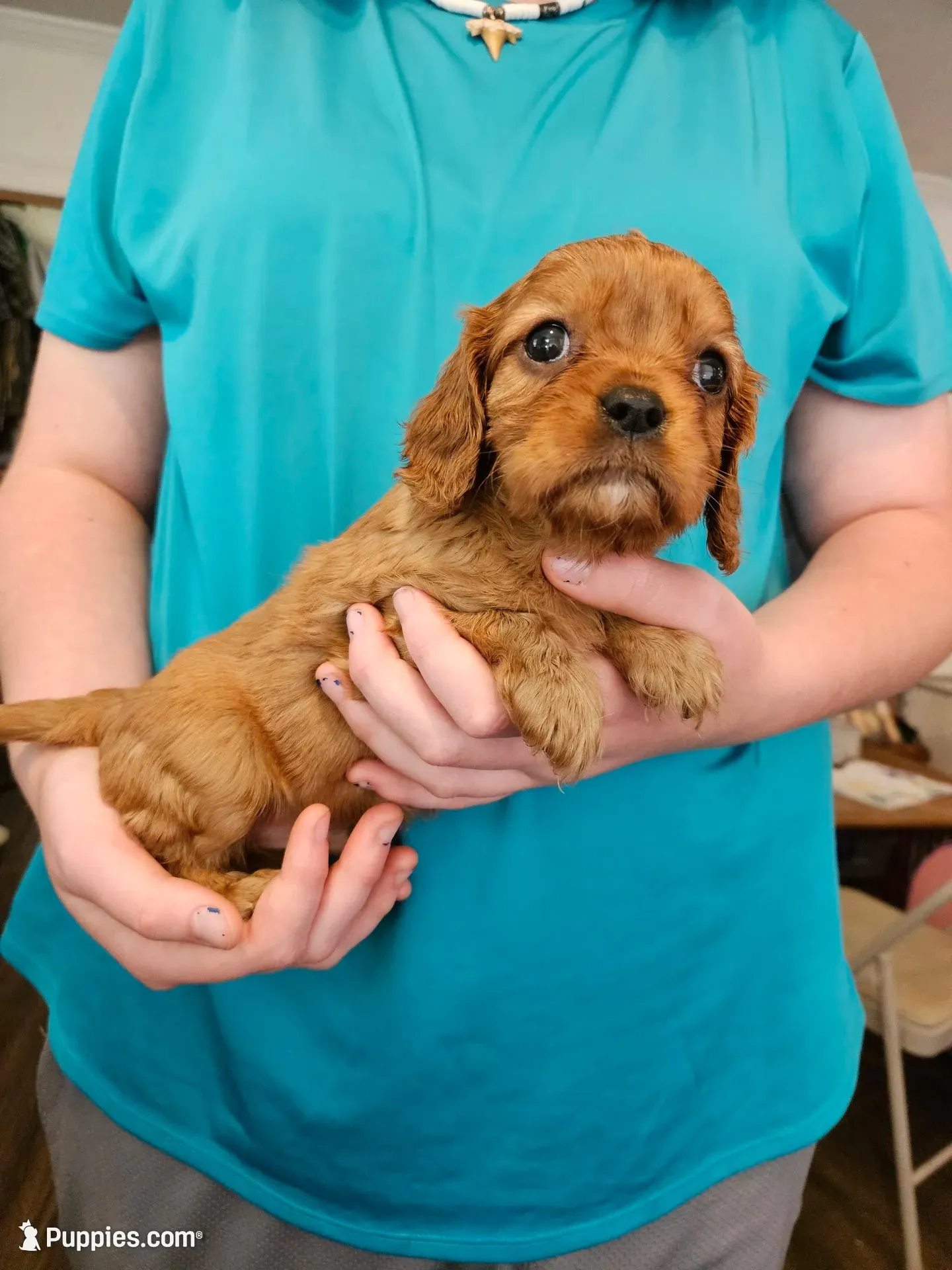 AKC Scotty, a male Cavalier King Charles Spaniel for sale in Poquoson, VA – 1 of 3