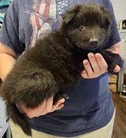 Rocky, a male Belgian Sheepdog for sale in Poquoson, VA – Photo 4 of 4