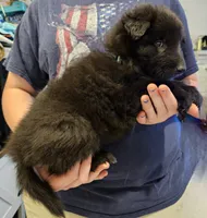 Rocky, a male Belgian Sheepdog for sale in Poquoson, VA – Photo 3 of 4