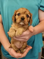 AKC Dolly, a female Cavalier King Charles Spaniel for sale in Poquoson, VA – 4 of 4