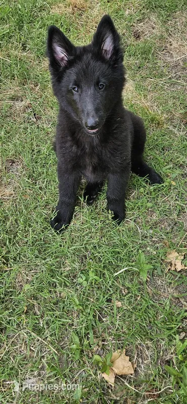 Rocky – Belgian Sheepdog puppy for sale in Poquoson, VA