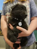 Everest, a female Belgian Sheepdog for sale in Poquoson, VA – 6 of 7