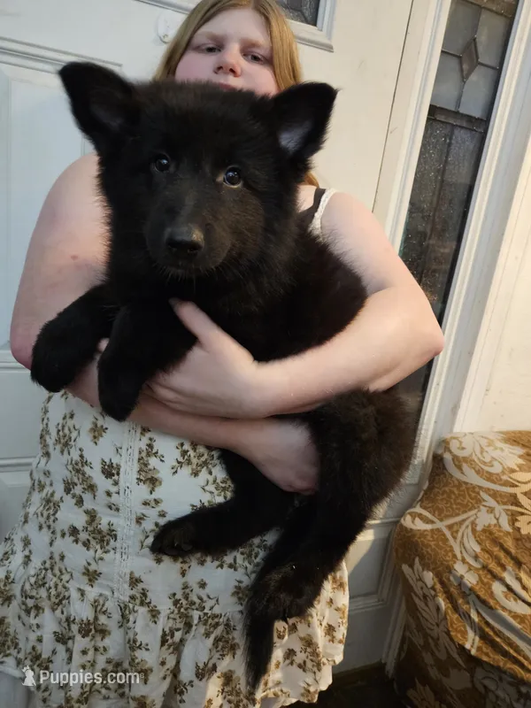 Everest – Belgian Sheepdog puppy for sale in Poquoson, VA