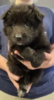 Sky, a female Belgian Sheepdog for sale in Poquoson, VA – Photo 3 of 5