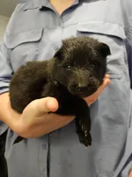 Sky, a female Belgian Sheepdog for sale in Poquoson, VA – Photo 3 of 3