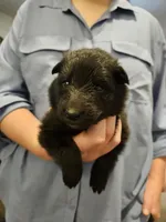 Sky, a female Belgian Sheepdog for sale in Poquoson, VA – Photo 2 of 3