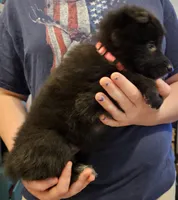 Sky, a female Belgian Sheepdog for sale in Poquoson, VA – Photo 4 of 5