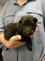 Sky, a female Belgian Sheepdog for sale in Poquoson, VA – Photo 1 of 3
