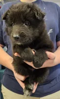 Sky, a female Belgian Sheepdog for sale in Poquoson, VA – Photo 2 of 5