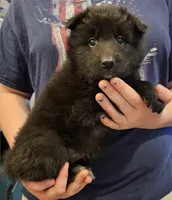 Sky, a female Belgian Sheepdog for sale in Poquoson, VA – Photo 5 of 5