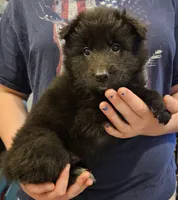 Sky, a female Belgian Sheepdog for sale in Poquoson, VA – Photo 1 of 5