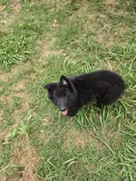 Everest, a female Belgian Sheepdog for sale in Poquoson, VA – 2 of 7