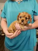 AKC Dolly, a female Cavalier King Charles Spaniel for sale in Poquoson, VA – 3 of 4