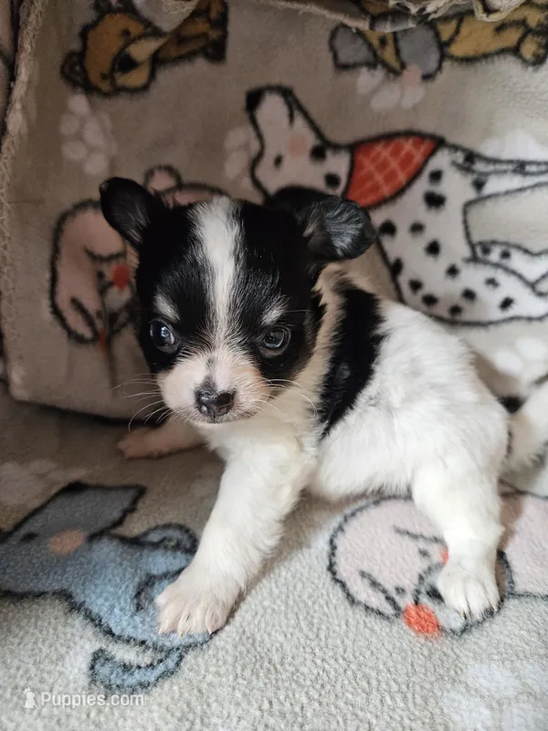Fred – Chihuahua puppy for sale in Poquoson, VA