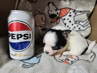 Shaggy, a male Chihuahua for sale in Poquoson, VA – 2 of 5