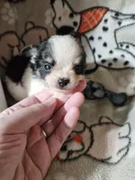 Shaggy, a male Chihuahua for sale in Poquoson, VA – 5 of 5