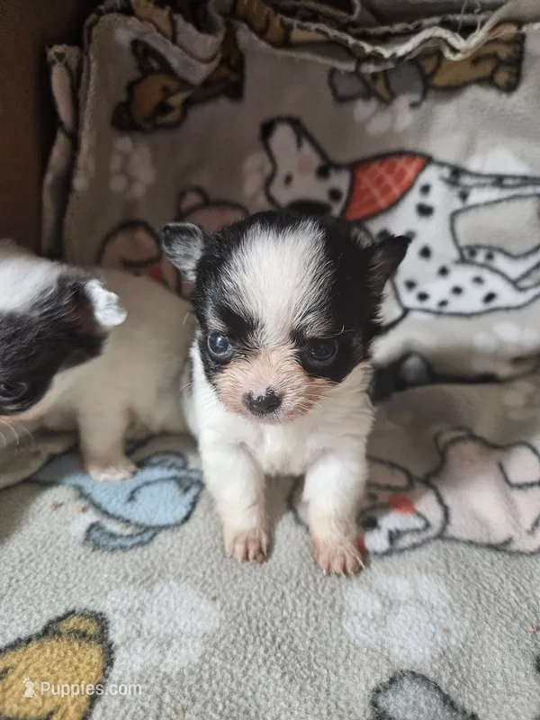 Velma – Chihuahua puppy for sale in Poquoson, VA