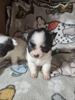 Velma, a male Chihuahua for sale in Poquoson, VA – 1 of 4