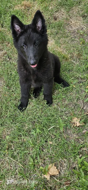 Rubble – Belgian Sheepdog puppy for sale in Poquoson, VA