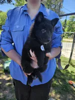 Sky, a female Belgian Sheepdog for sale in Poquoson, VA – 6 of 10