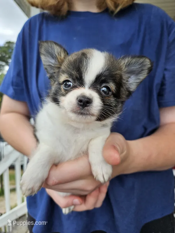 Storm – Chihuahua puppy for sale in Poquoson, VA