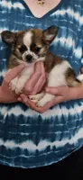 AKC Twister, a male Chihuahua for sale in Poquoson, VA – 1 of 7