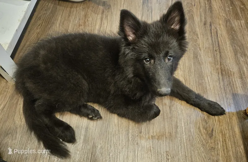 Everest – Belgian Sheepdog puppy for sale in Poquoson, VA