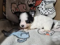 Shaggy, a male Chihuahua for sale in Poquoson, VA – 3 of 5