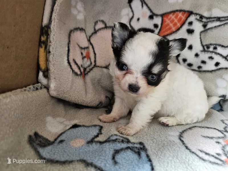 Scooby – Chihuahua puppy for sale in Poquoson, VA